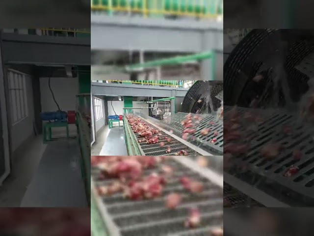 La CINA Macchina elettrica di pulizia della pagaia dell'amido di manioca dell'attrezzatura di produzione dell'alcool per la vendita